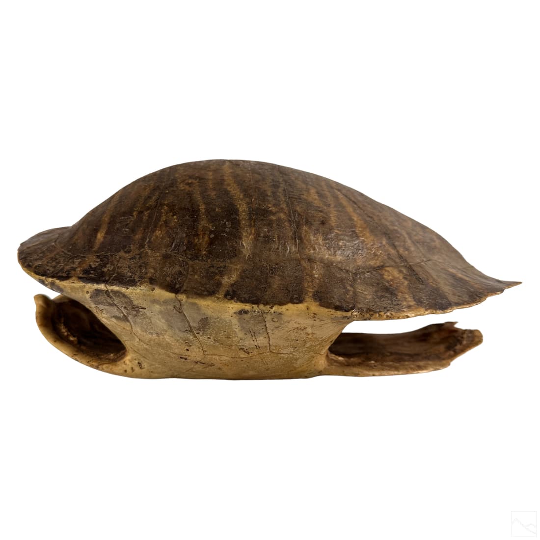 Natural History Large Southern Slider Turtle Shell (1 of 6)