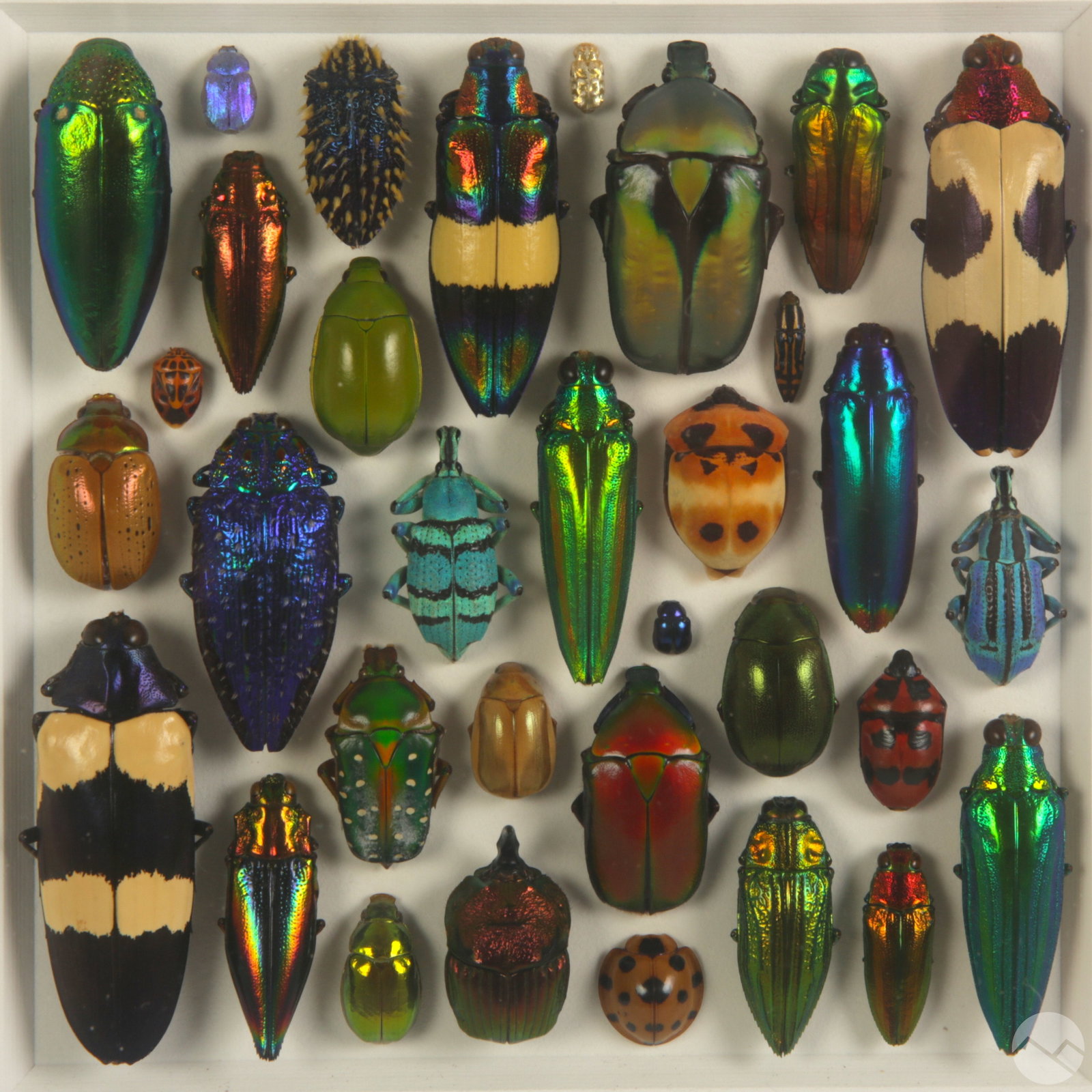 Christopher Marley b.1969 Coleopteran Bug Mosaic (1 of 7)