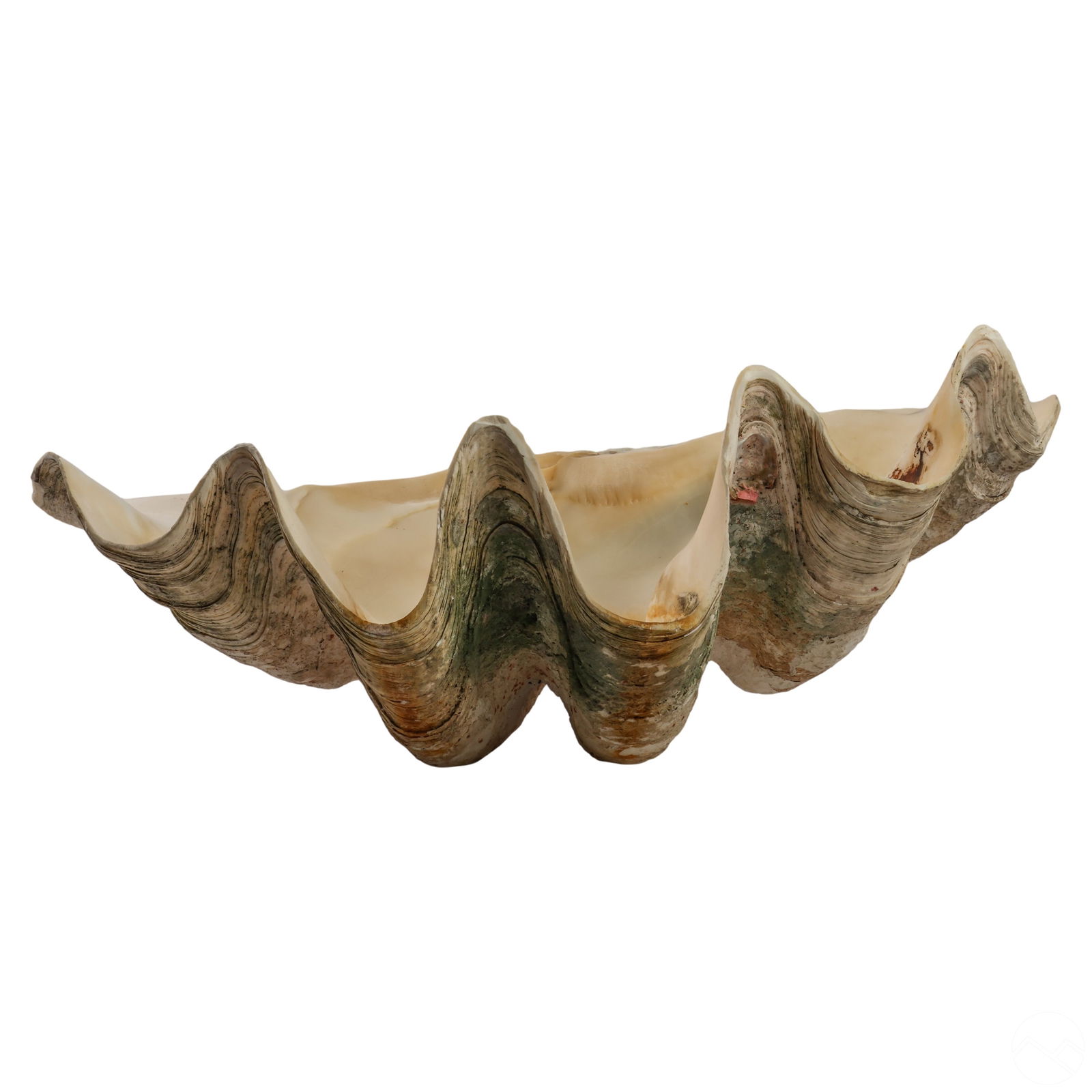 Giant Natural Tridacna Gigas Marine 22" Clam Shell (1 of 9)