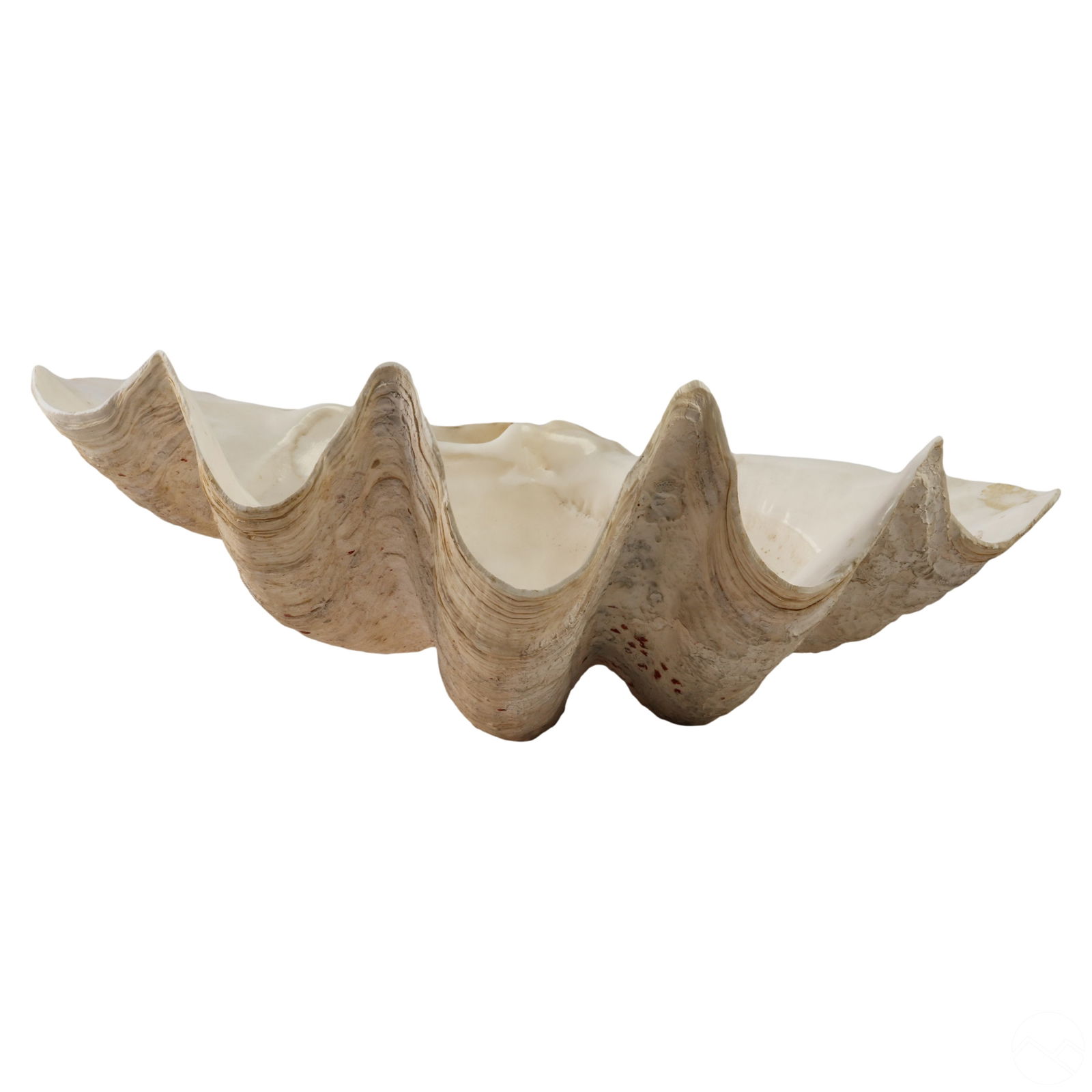 Giant Natural Tridacna Gigas Marine 18" Clam Shell (1 of 7)