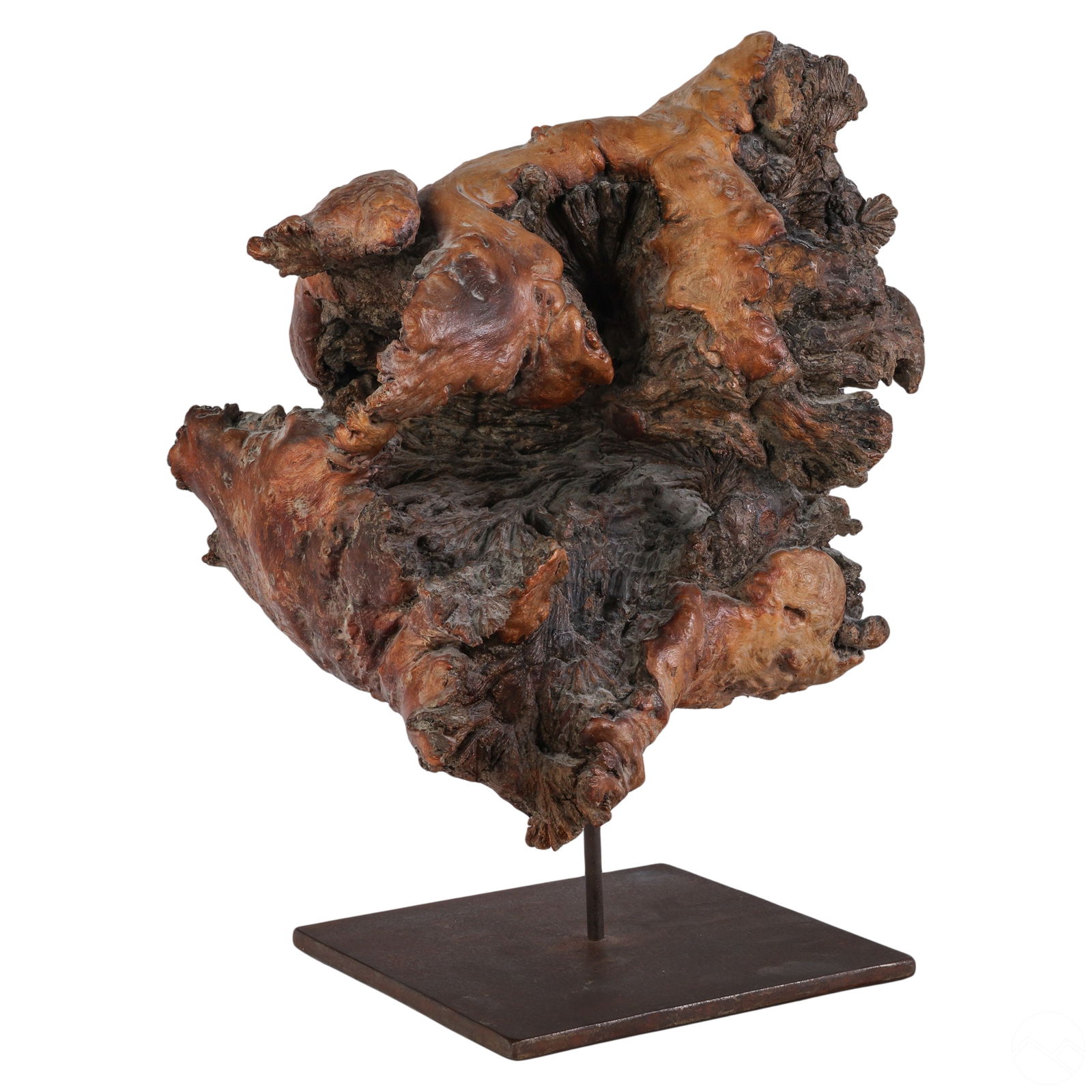 Brazilian Organic Burl Wood Root Sculpture on Base (1 of 5)