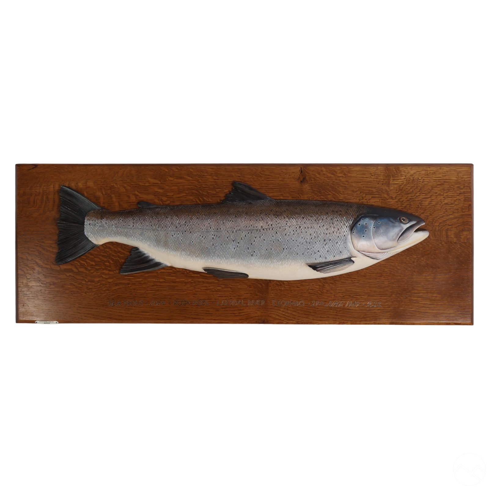 Stephen Smith b.1942 Mounted Sea Trout Fish Model (1 of 10)