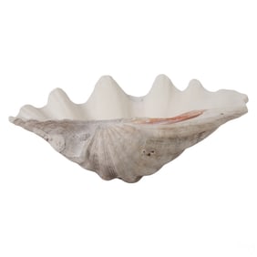 Giant Natural Tridacna Gigas Marine Clam Shell