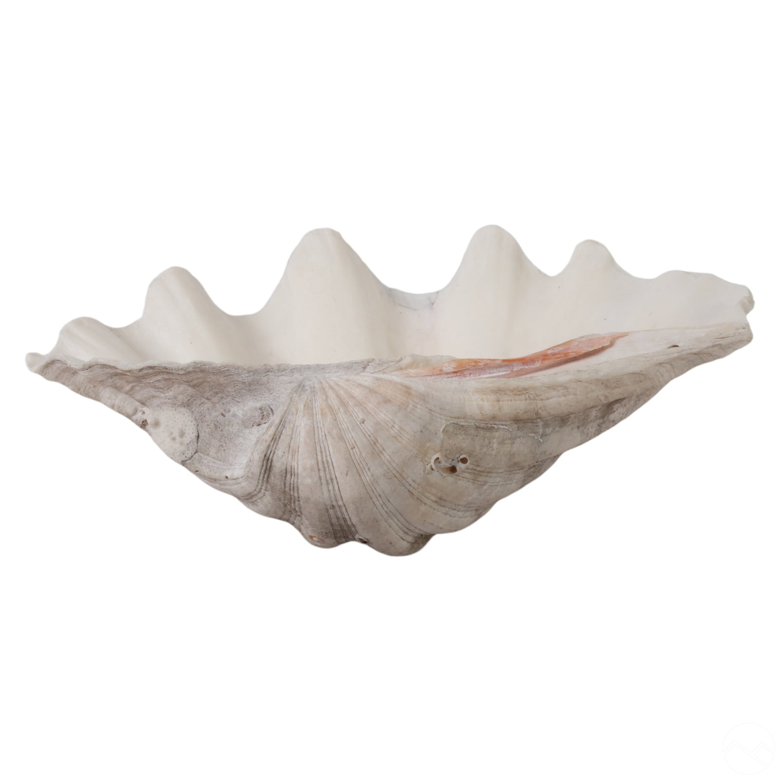 Giant Natural Tridacna Gigas Marine Clam Shell (1 of 4)