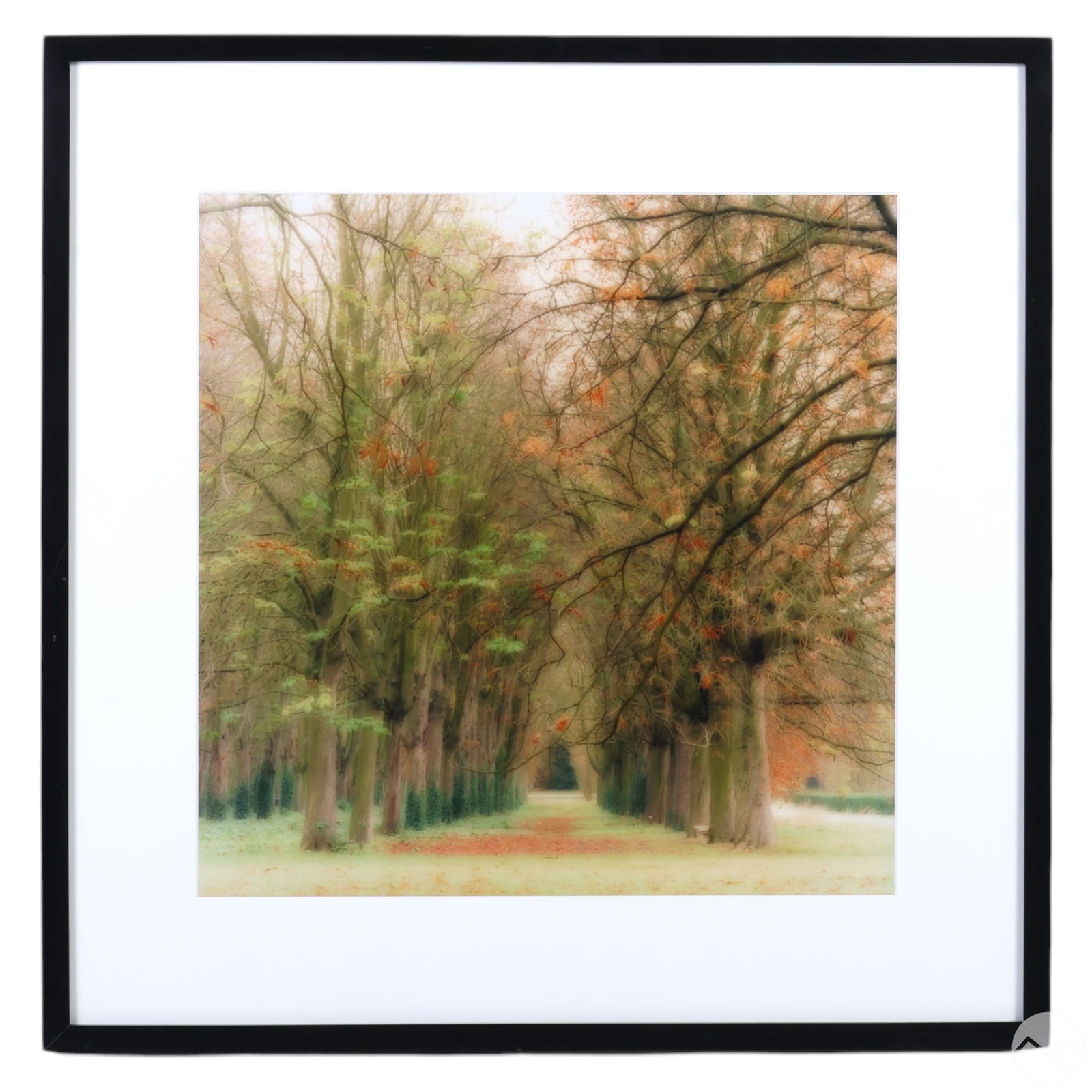 Lynn Geesaman b.1938 Tree Landscape Photograph (1 of 4)