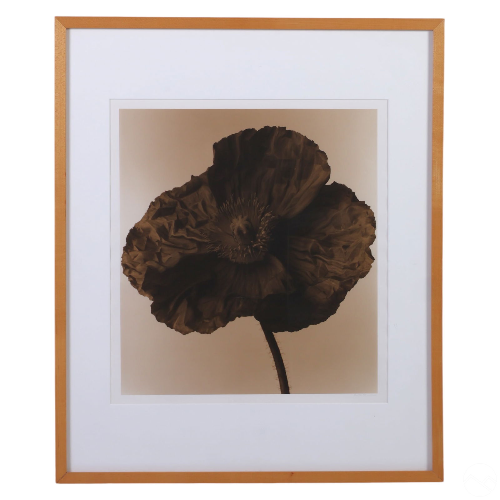Frederic Ohringer b.1940 Sepia Flower Photo SIGNED (1 of 5)