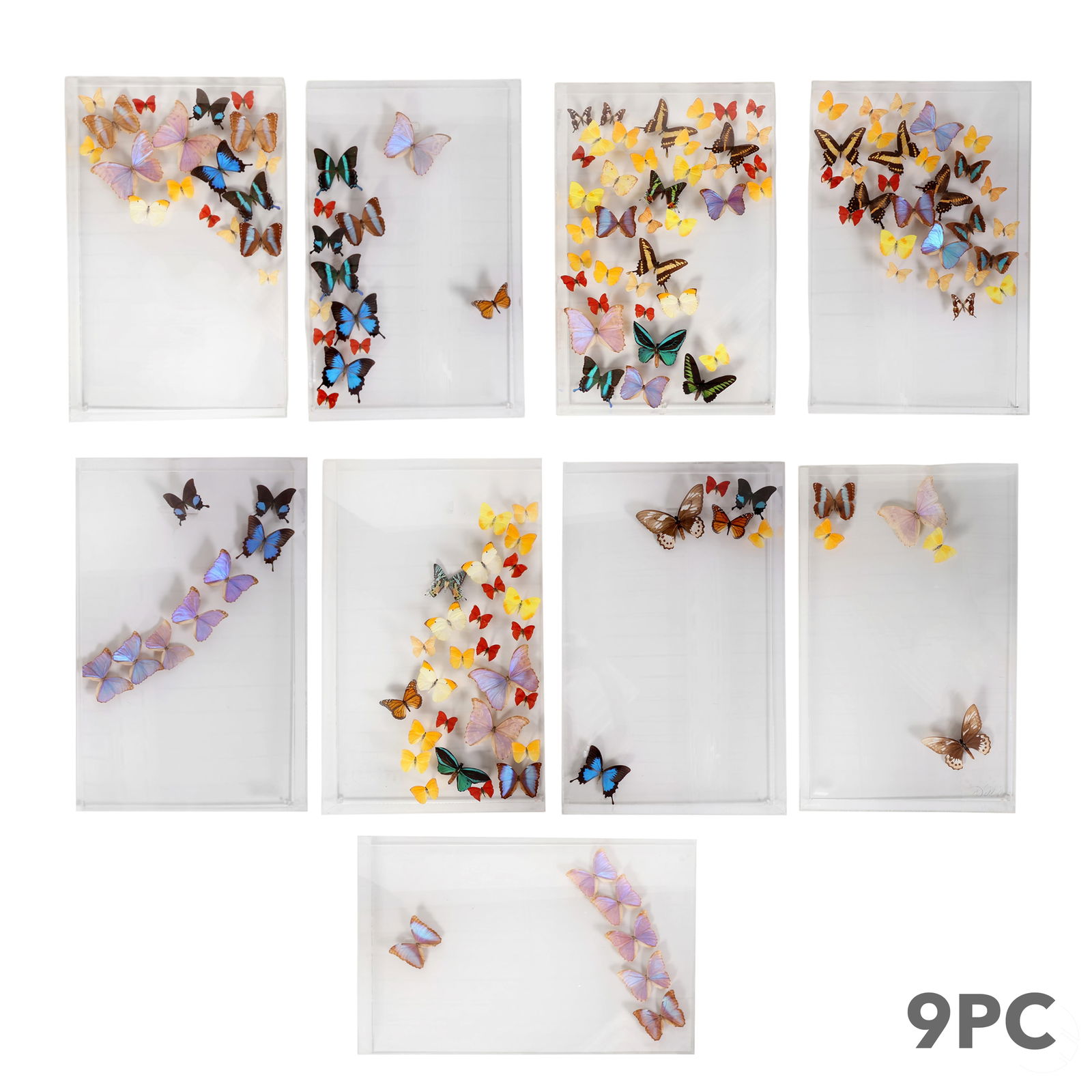 9 Cases of Mounted Taxidermy Butterflies Set (1 of 9)