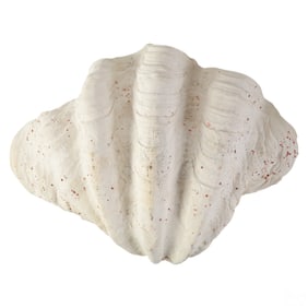 Giant Tridacna Gigas Natural Marine Clam Shell