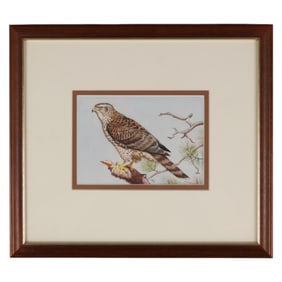 Albert Gilbert b.1939 Goshawk Watercolor Painting