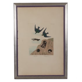 Swallow Bird Engraving after John James Audubon