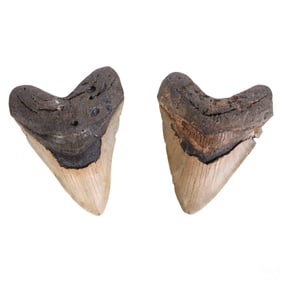 Giant Otodus Megalodon Shark Tooth Fossil 2PC. LOT