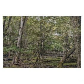 Tomas Munita b.1975 Chilean Forest Mounted Photo