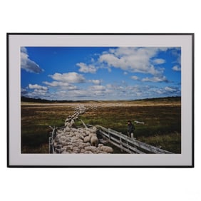 Tomas Munita b.1975 Tierra Del Fuego Sheep Photo