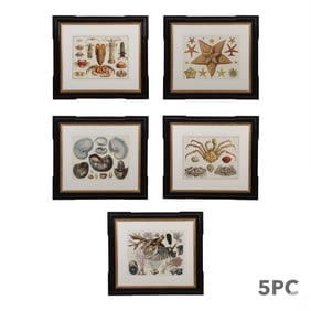 Antique Hand Colored Marine Life Etchings 5pc SET