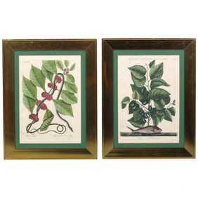 Antique Exotic Fauna Botanical Engravings 2pc LOT