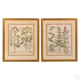 Pair of German Basilius Besler Botanical Engraving