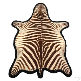 Vintage Full Bodied Zebra Skin Rug 93 Inches Long