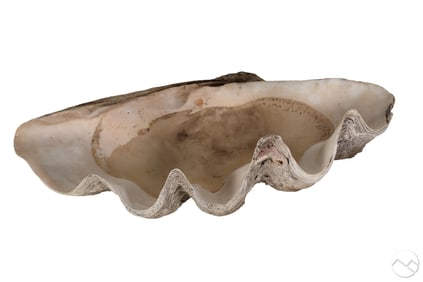 Giant Natural Tridacna Gigas Marine 35" Clam Shell