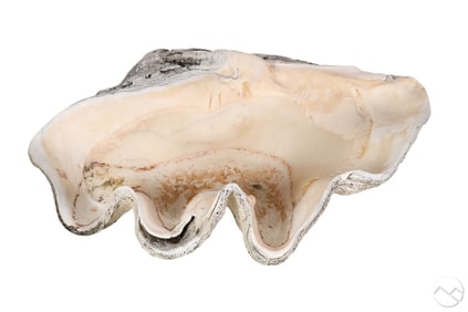 Giant Natural Tridacna Gigas Marine 31" Clam Shell