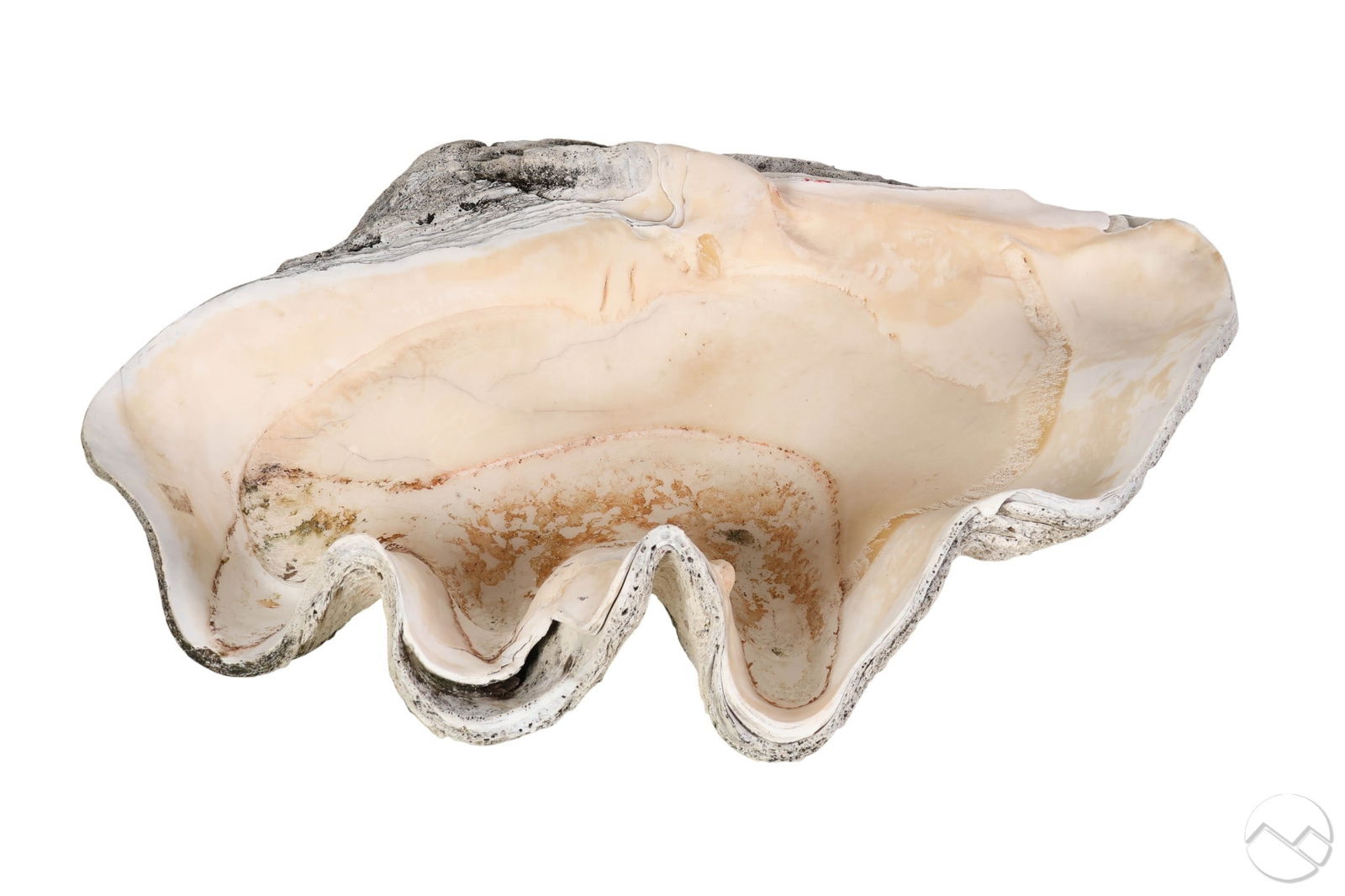 Giant Natural Tridacna Gigas Marine 31" Clam Shell (1 of 9)