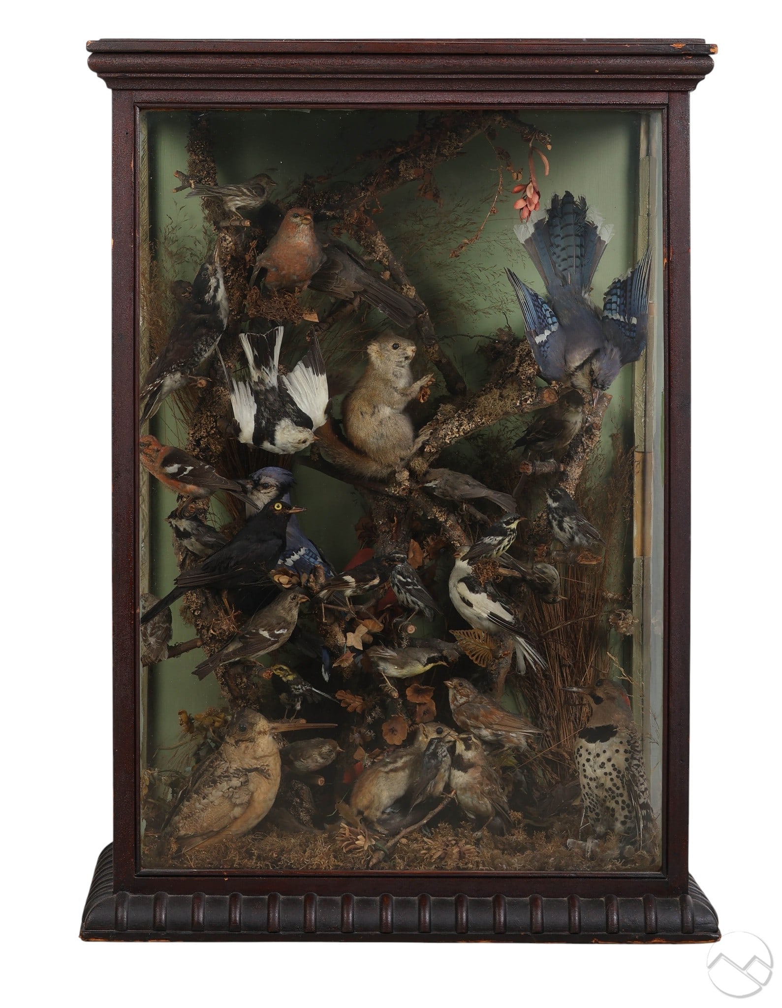 Victorian Taxidermy Bird and Mammal Diorama Case (1 of 8)