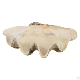 Giant Natural Tridacna Gigas Marine 28" Clam Shell