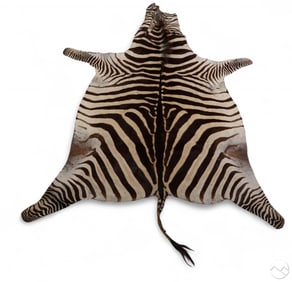 Natural Full Zebra Hide 100" Carpet Area Rug