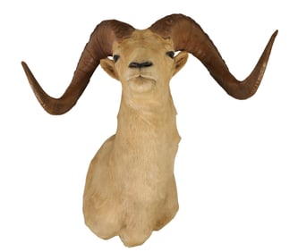 Taxidermy 30" Dall Ram Sheep Head Trophy Mount