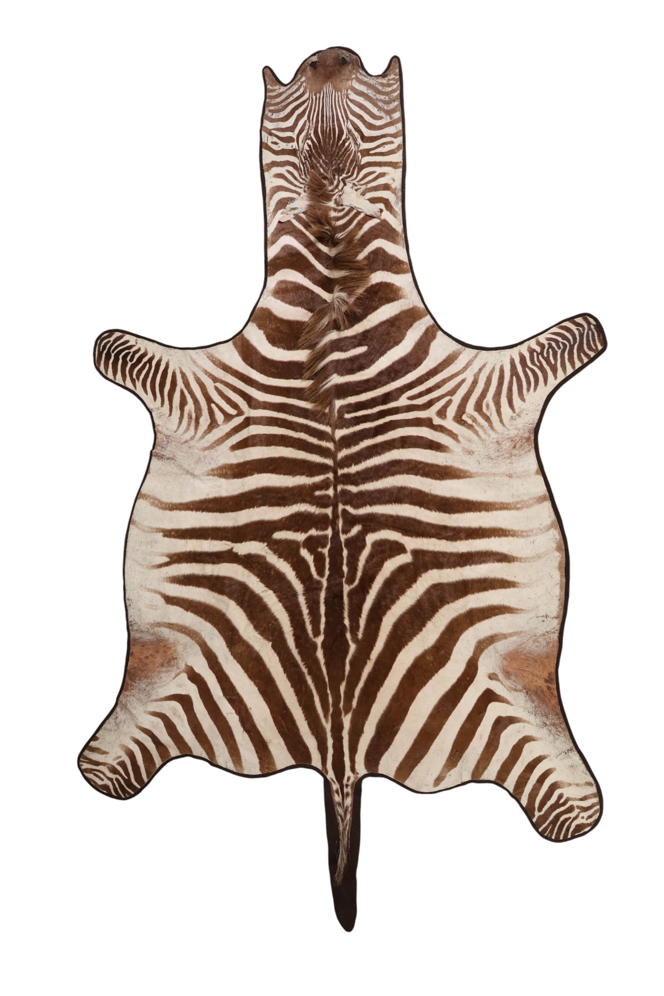 Burchell Zebra Tanned Hide Skin Taxidermy Area Rug (1 of 9)
