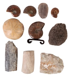 Fossil Specimens Ammonite and Shark Tooth 10pc LOT