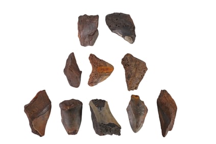 Natural Fossilized Shark Tooth Fragments 10pc LOT