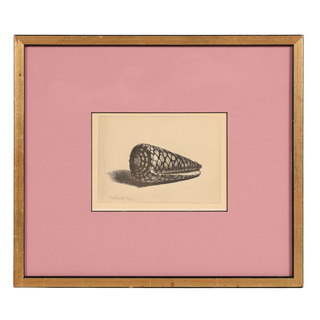 Rembrandt 1606-1669 Seshell Die Muschel Etching: Etching on paper after Rembrandt van Rijn (Dutch, 1606-1669), titled Die Muschel (Conus Marmoreus). The work depicts a detailed study of a murex shell, rendered with strong contrast and fine line