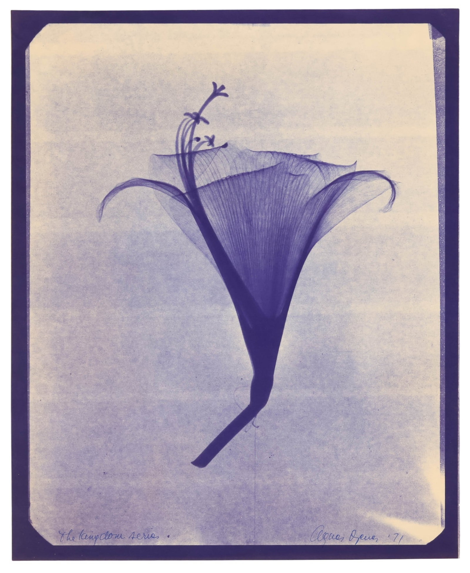 Vintage Cyanotype Style X Ray Flower Image SIGNED: Botanical X-ray Cyanotype Print, 1971, from The Kingdom Series, depicting a single calla lily in an elegant, minimalist form. The composition emphasizes delicate tonal gradations and fine linear detai