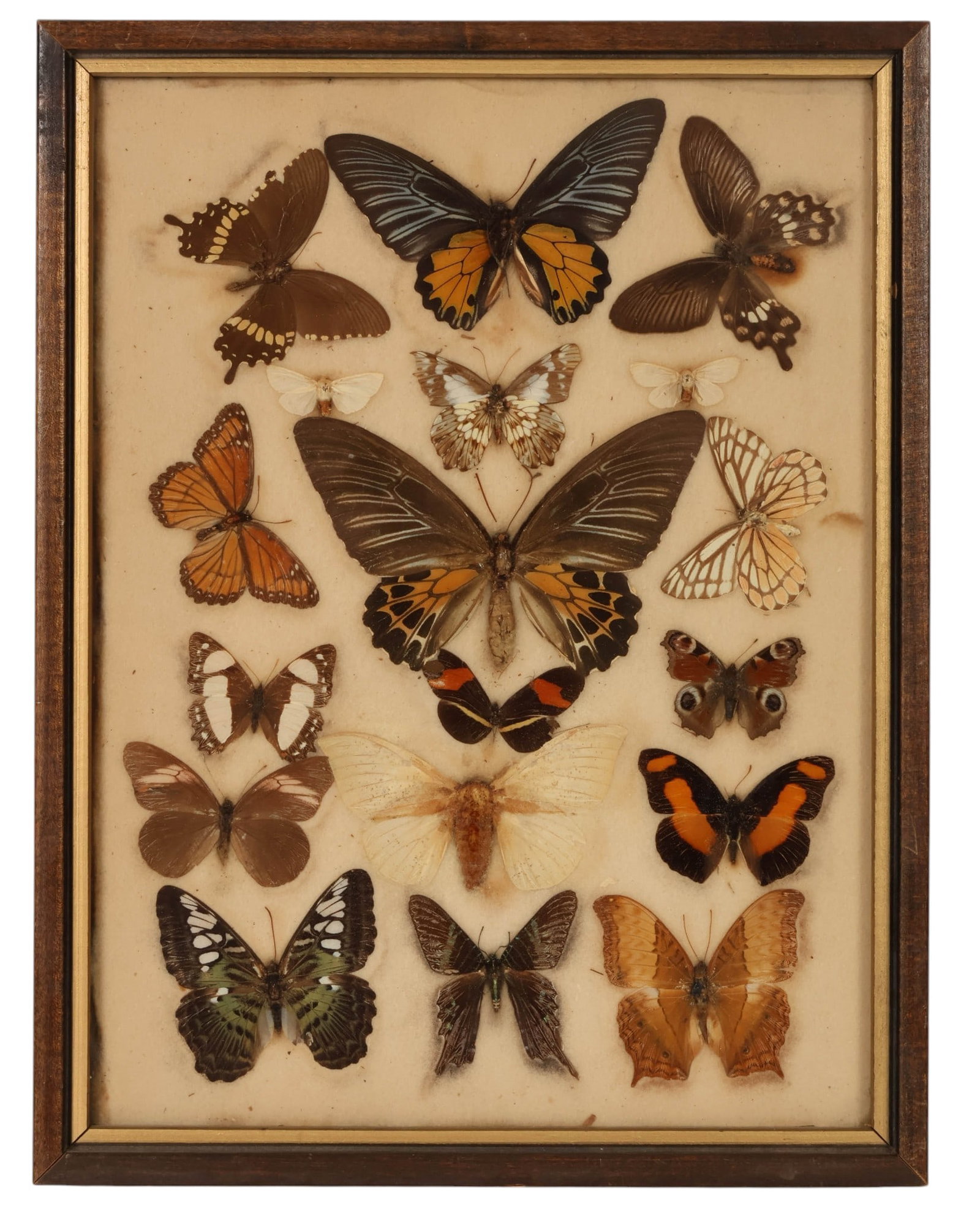 Butterfly Specimen Shadowbox Collection Display: Vintage specimen display collection of assorted butterflies and moths, carefully mounted in a shadow box format. The arrangement includes a variety of species showcasing natural variations in wing sha