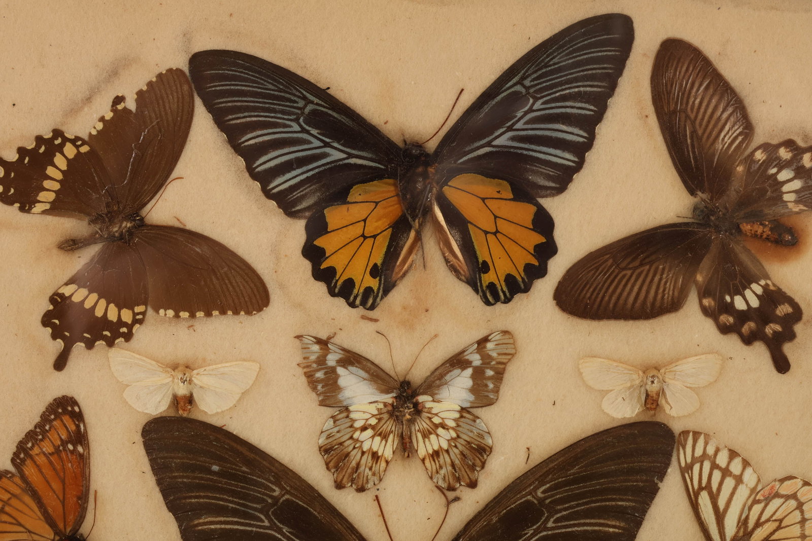 Butterfly Specimen Shadowbox Collection Display - 2