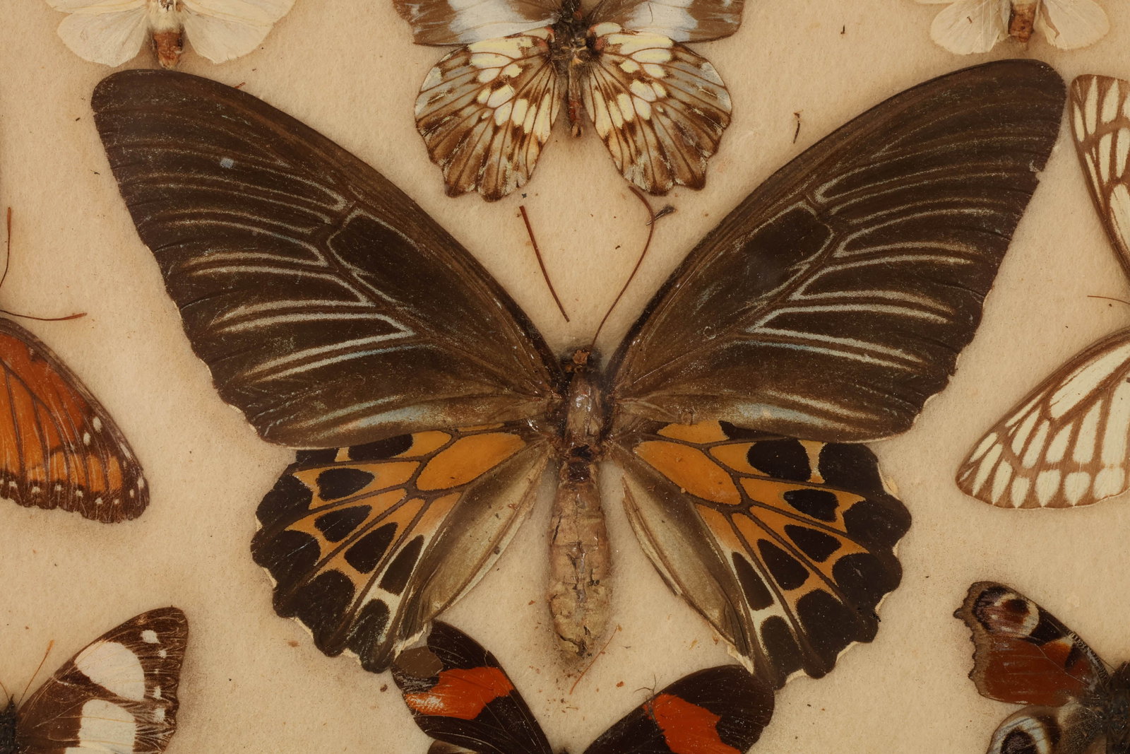 Butterfly Specimen Shadowbox Collection Display - 3
