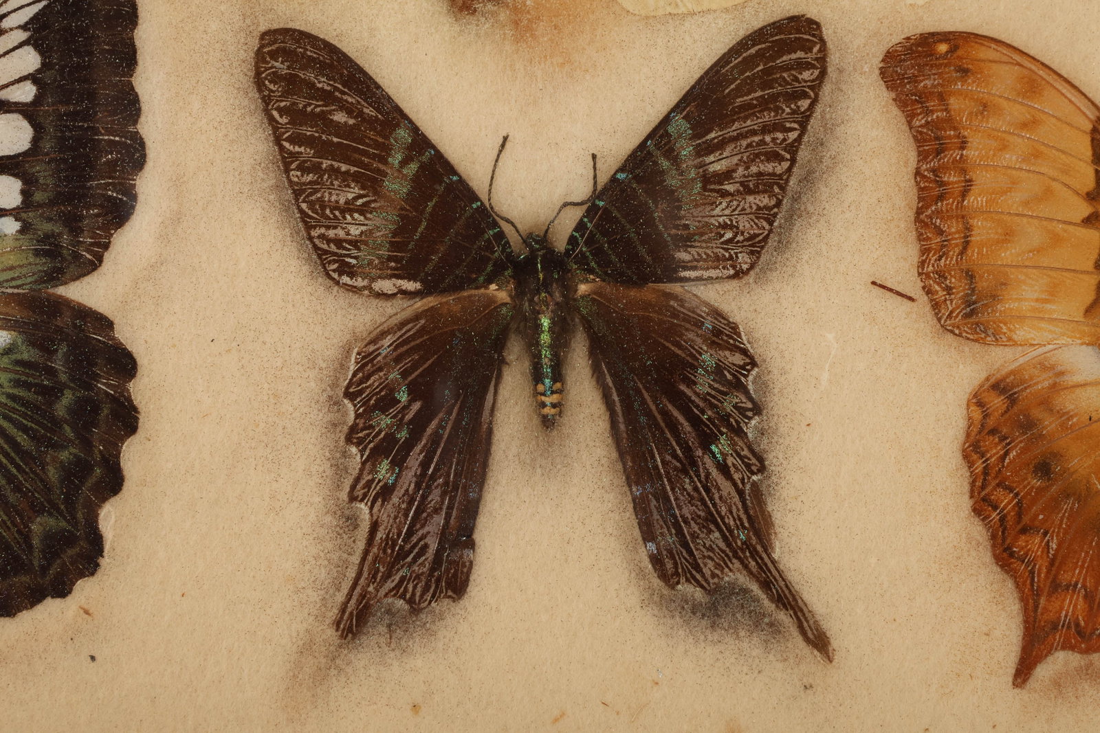 Butterfly Specimen Shadowbox Collection Display - 4