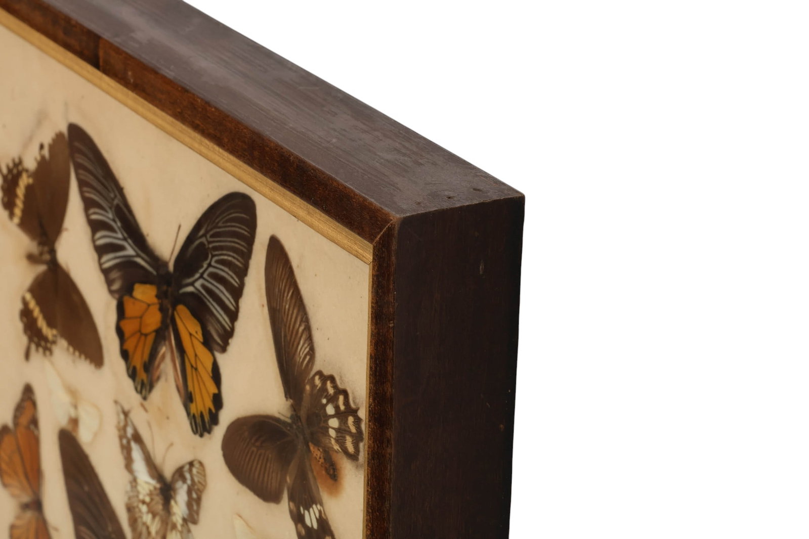 Butterfly Specimen Shadowbox Collection Display - 5