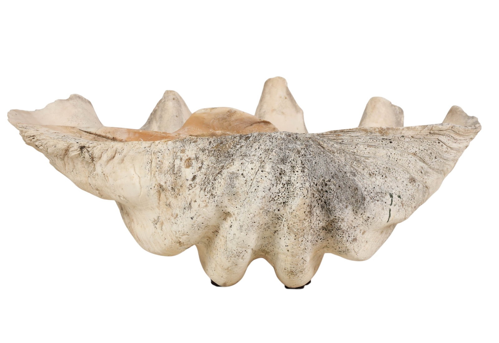 Giant Natural Tridacna Gigas Marine 21" Clam Shell (1 of 6)