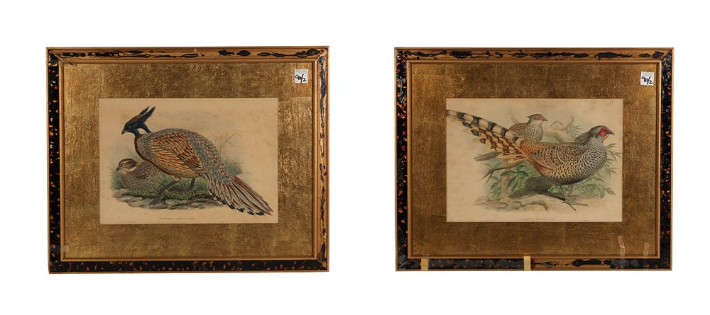 Antique Pair of Wolf & Richter Exotic Bird Prints (1 of 13)