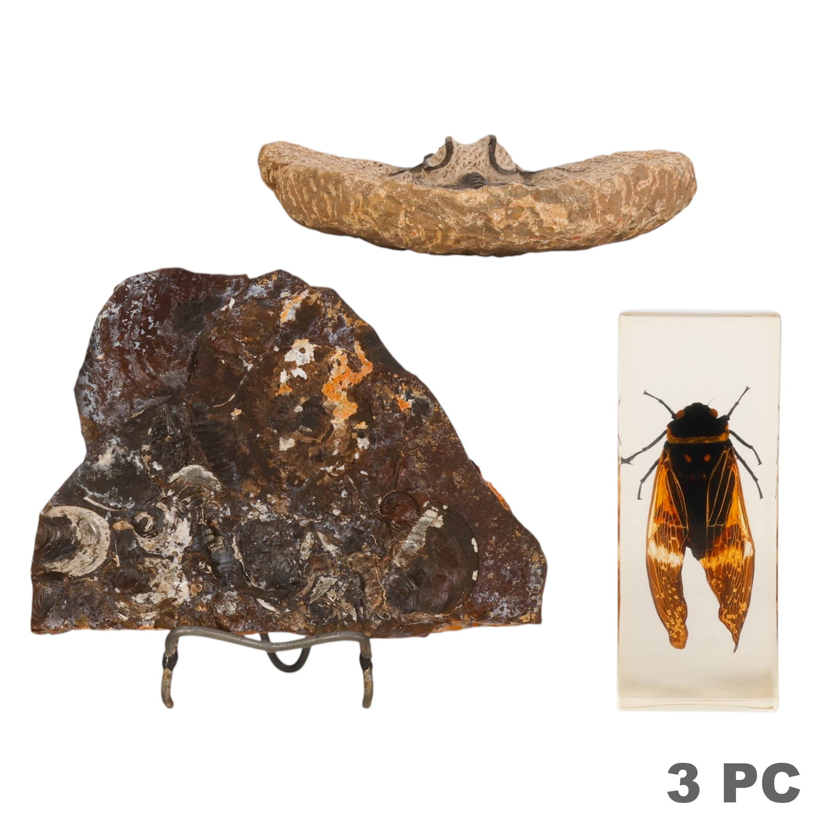 Ammonite Dicranurus Matrix Fossils Cicada Specimen (1 of 6)