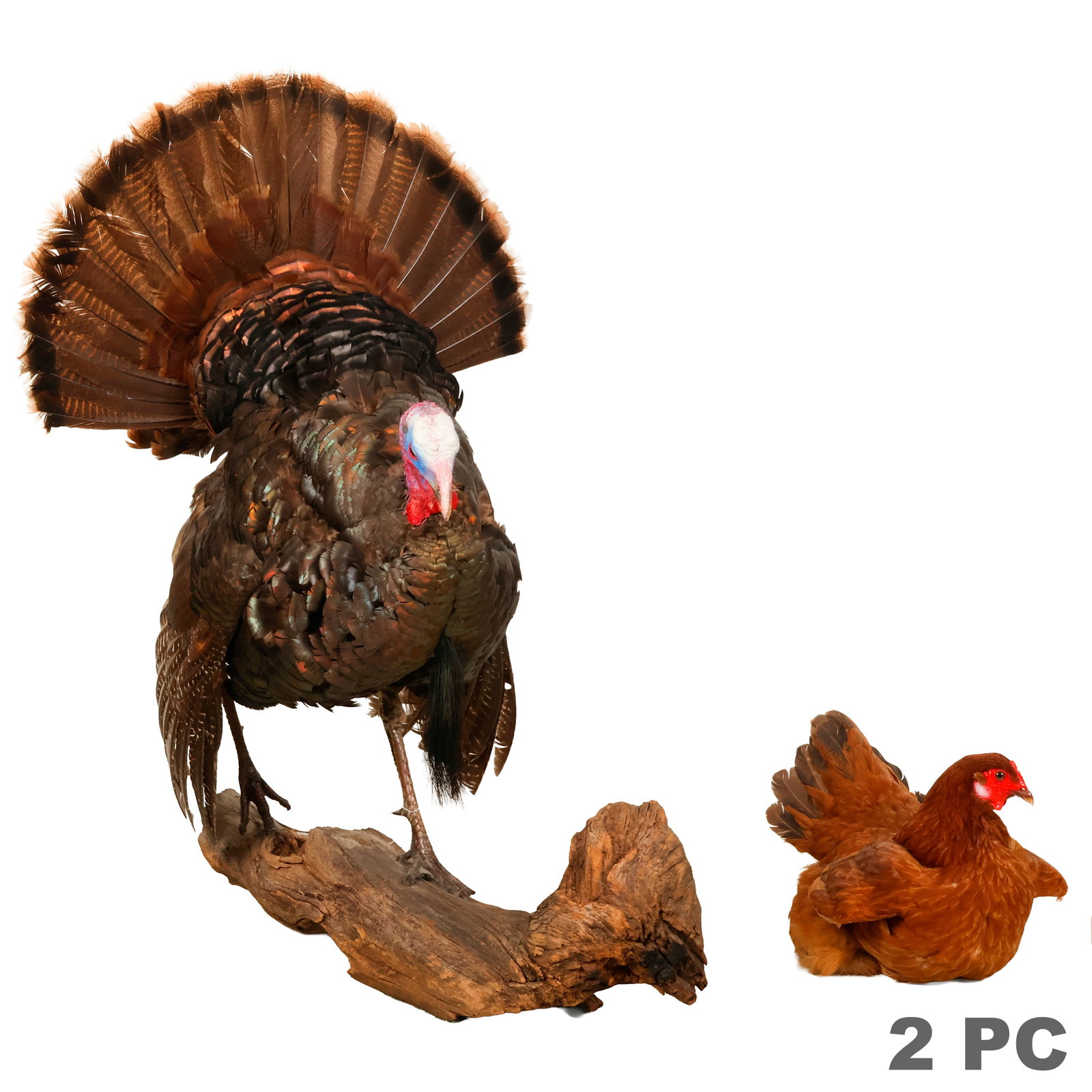 Turkey & Chicken Taxidermy Fowl Specimens 2pc LOT: Lot of two taxidermy sport hunting fowl specimens comprising a mounted wild turkey displayed in full strut on a natural driftwood base and a hen in a resting pose. Turkey measures approximately 37 x 2