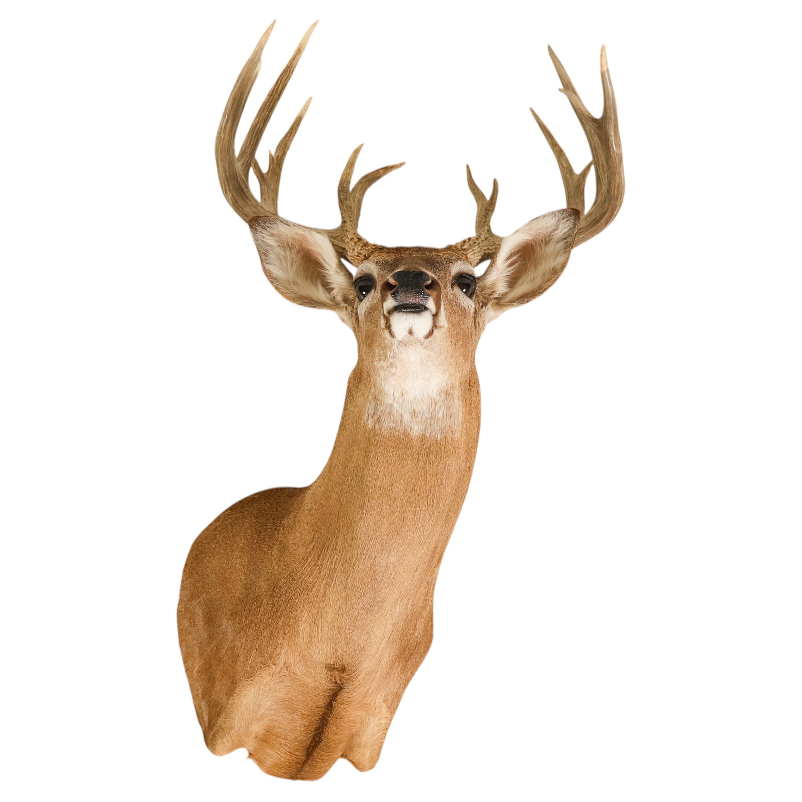 White Tailed Deer Buck Taxidermy Shoulder Mount: North American white-tailed deer taxidermy shoulder mount featuring a mature multi-point buck with glass eyes and a naturalistic alert, upward-looking pose. The mount retains a tan and cream hide and 