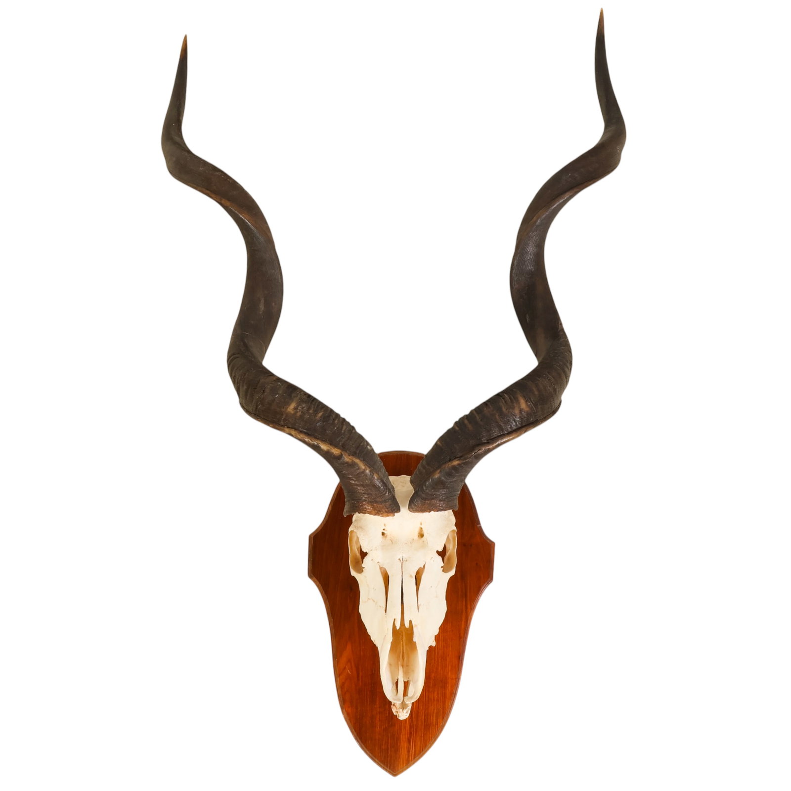 African Greater Kudu Skull Trophy with Horns Mount (1 of 6)