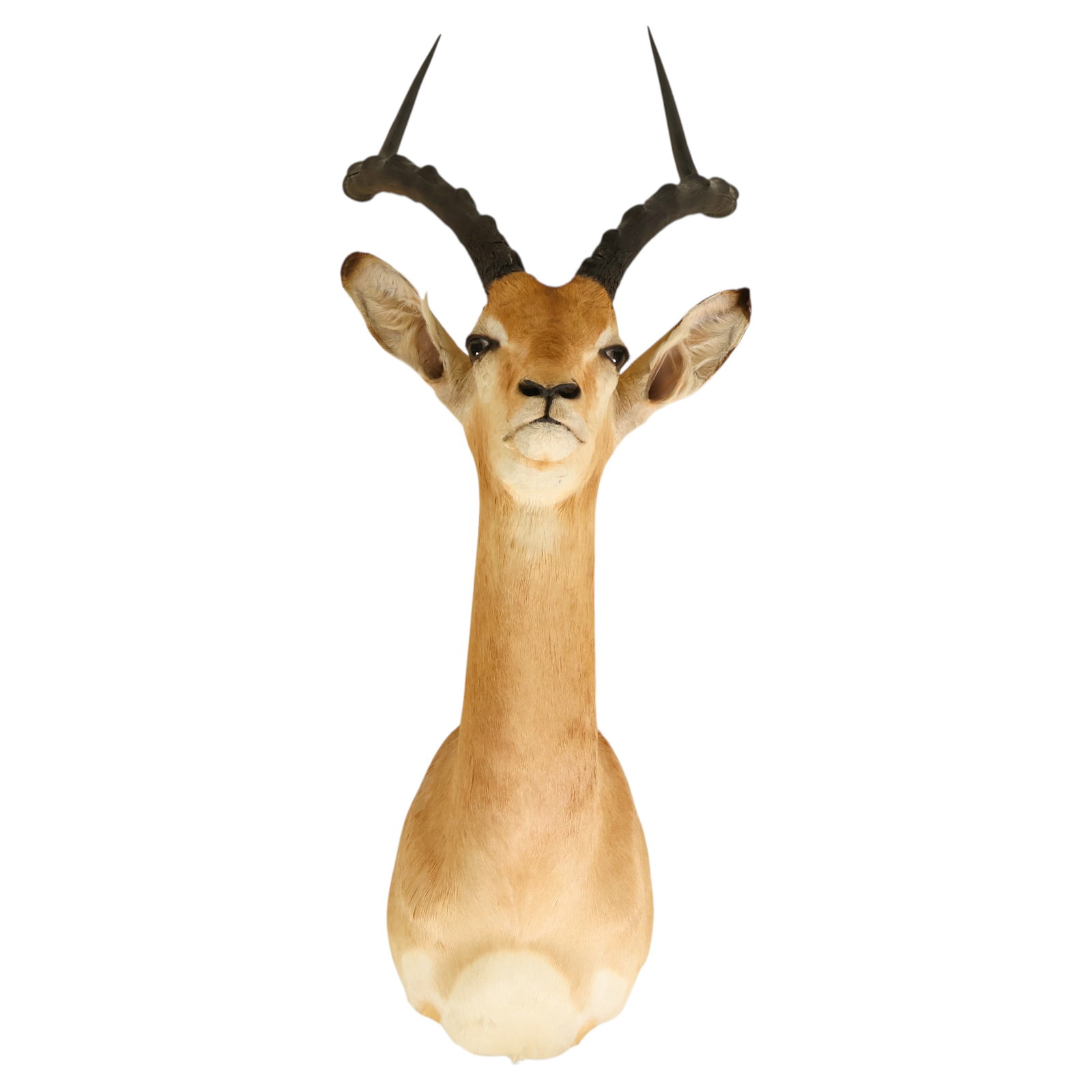 African Impala Taxidermy Trophy Shoulder Mount: African safari impala big game shoulder mount featuring a naturalistic upright pose with glass eyes, tan and cream hide, and distinctive lyre-shaped ringed horns with dark tips. Presented in a traditi