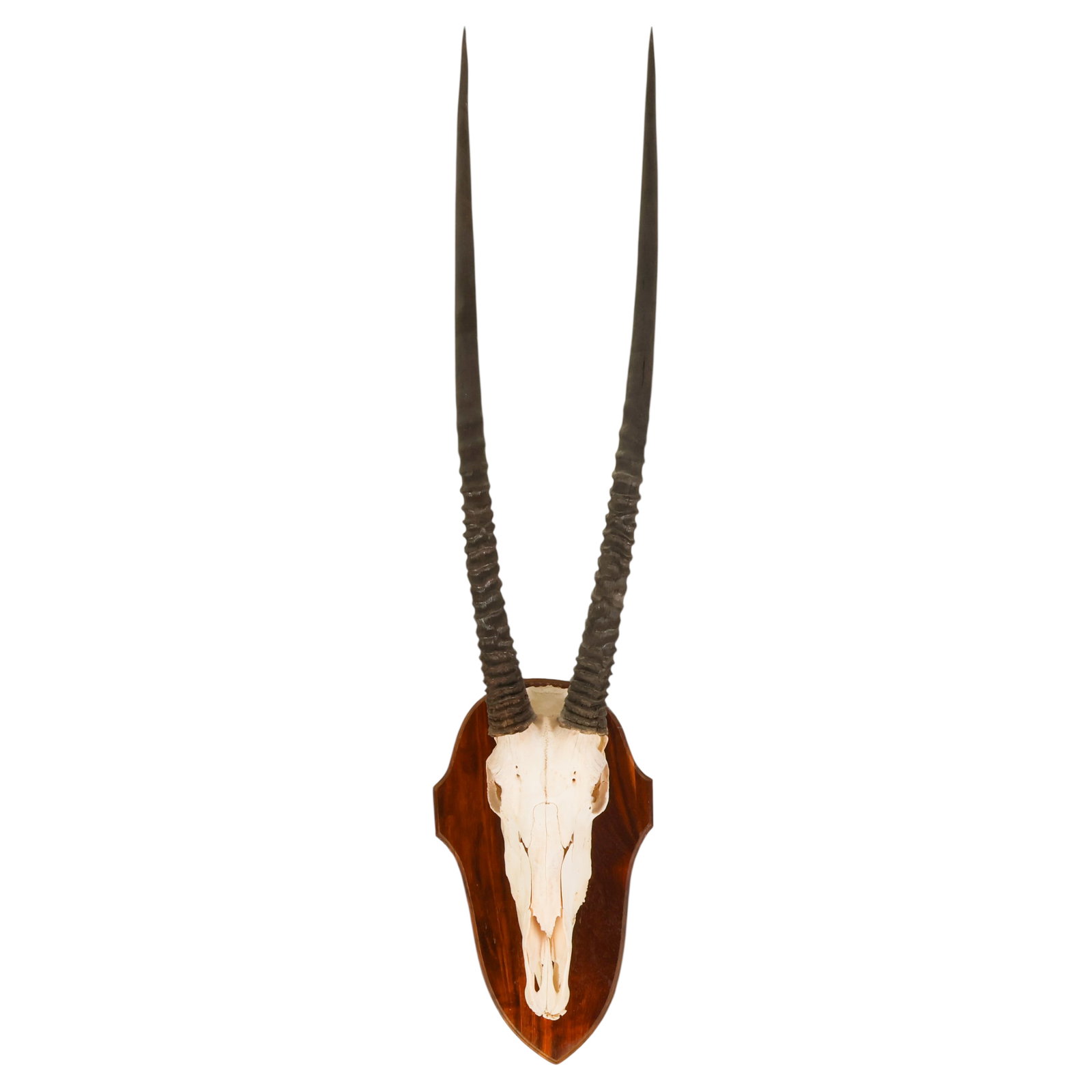 African Gemsbok (Oryx) Skull Trophy Horn Mount (1 of 6)