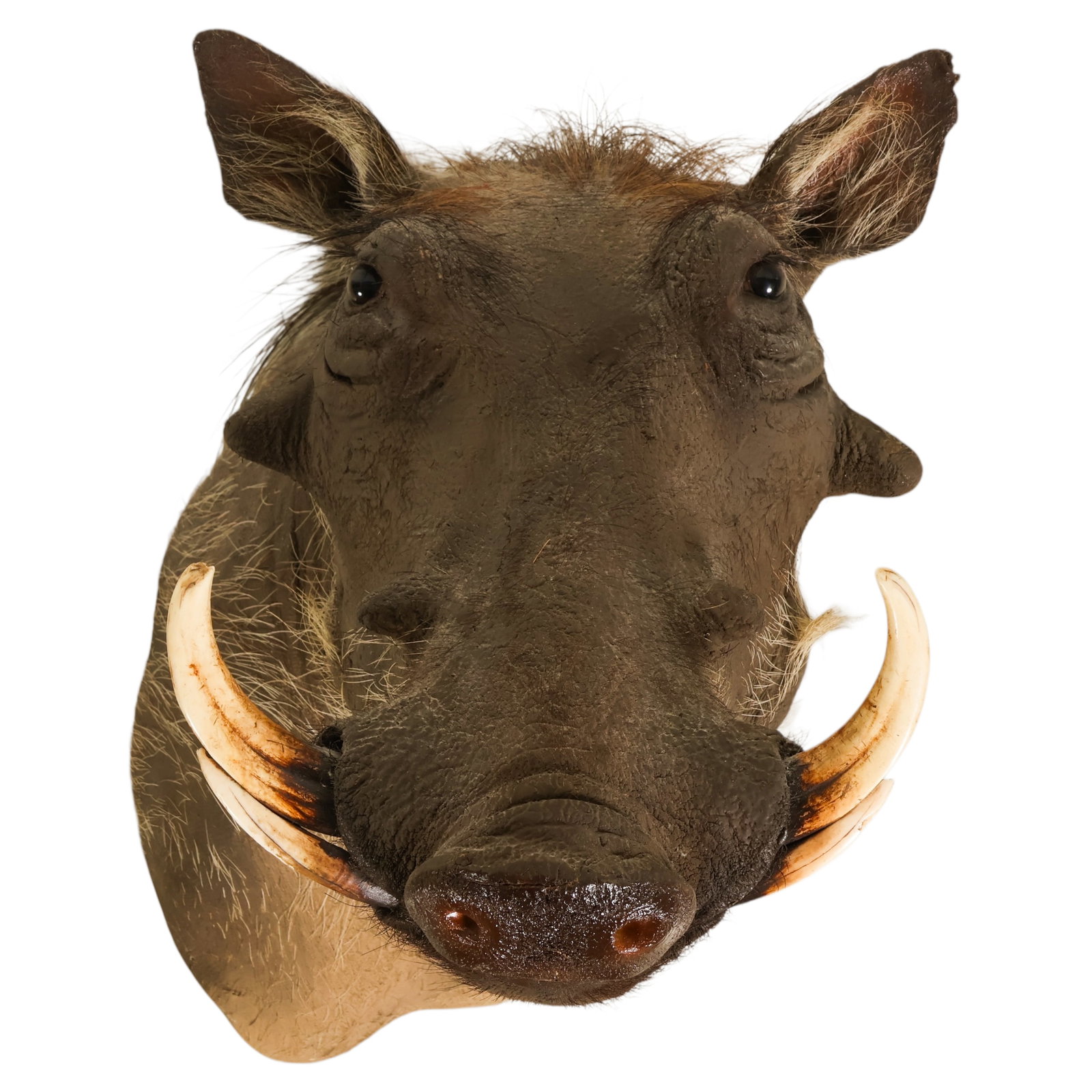 African Warthog Taxidermy Shoulder Trophy Mount: African safari warthog (Phacochoerus africanus) taxidermy big game shoulder mount depicting the animal in a naturalistic upward-looking pose. The mount features prominent curved tusks, textured hide, 
