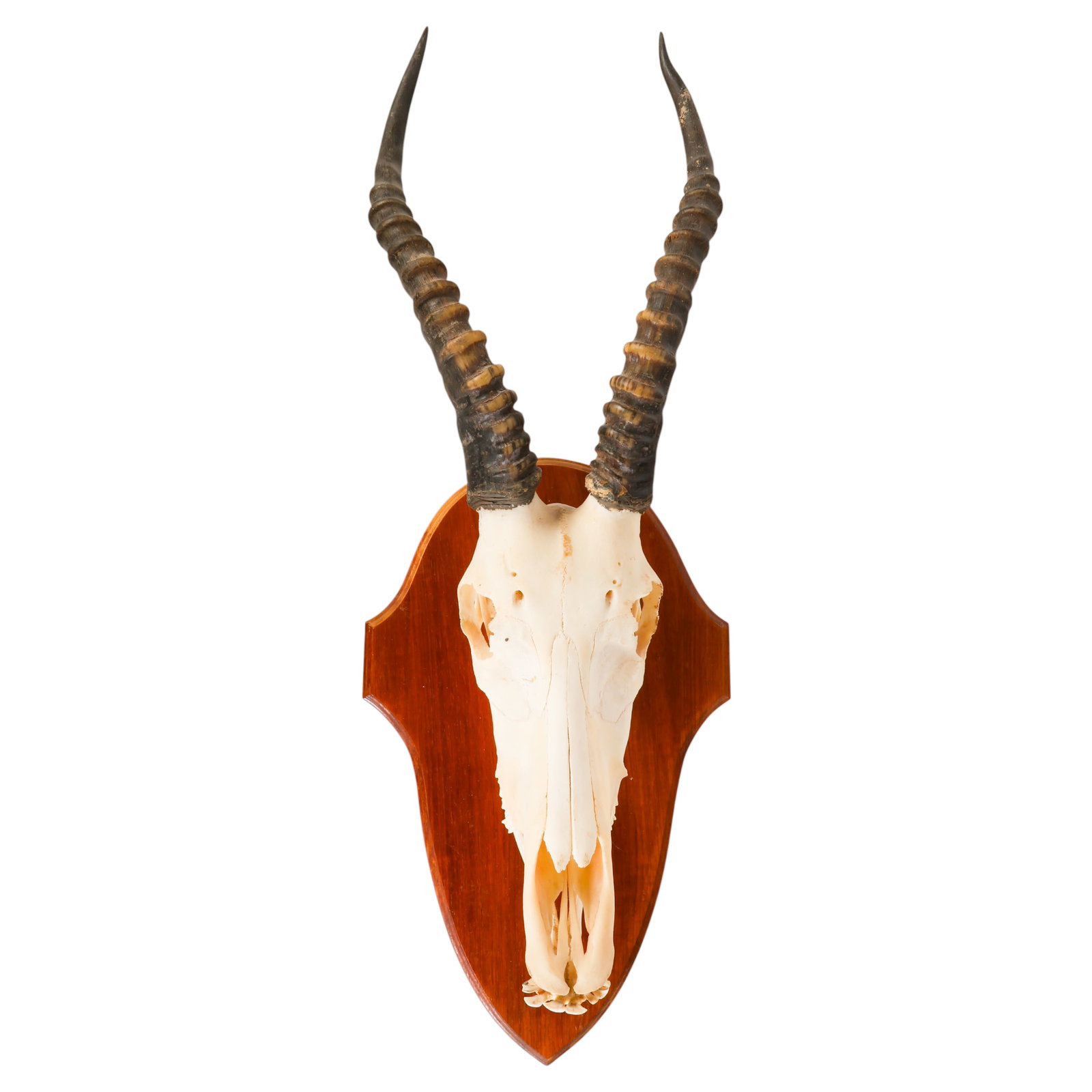 African Mounted Blesbok Skull Game Hunting Trophy: African safari blesbok skull taxidermy display mount featuring a naturally cleaned skull with ridged, lyre-shaped horns mounted to a shaped wooden shield-form plaque. The big game specimen displays we
