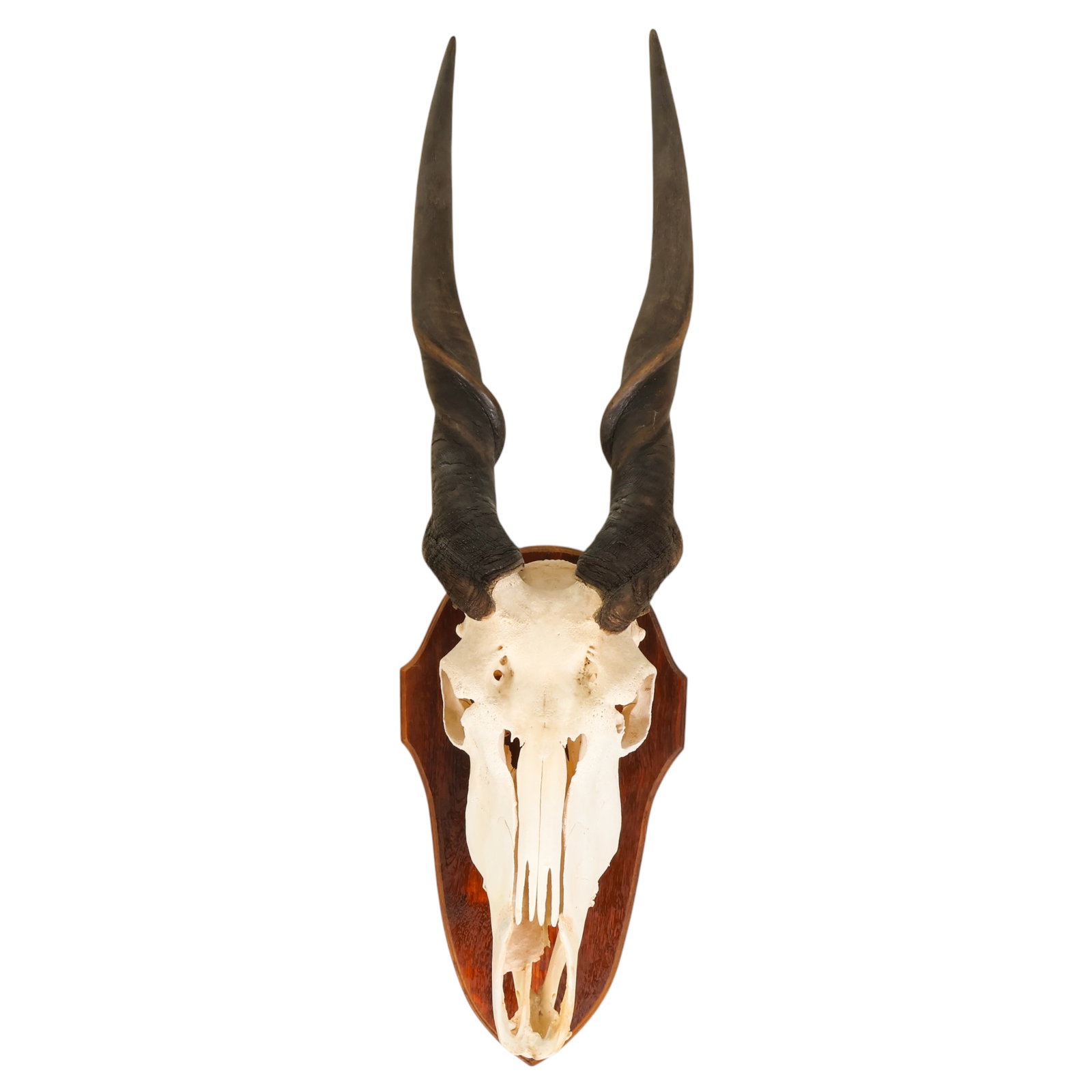 African Eland Skull with Twisted Horn Trophy Mount (1 of 6)