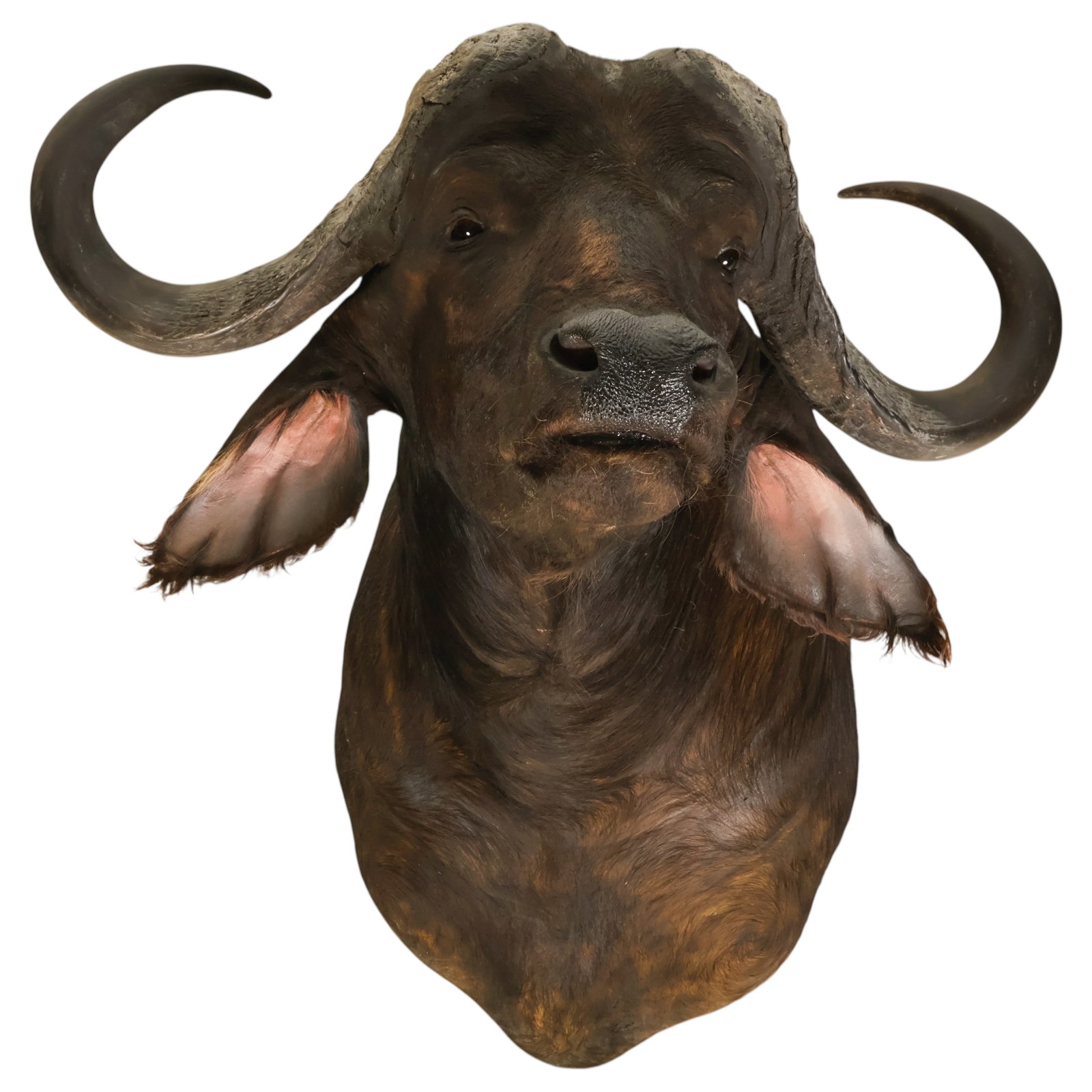 African Cape Buffalo Big Game Trophy Wall Mount: African Cape buffalo (Syncerus caffer) taxidermy safari shoulder mount depicted in an alert upward looking pose. The mount features sweeping horns with pronounced bosses, glass eyes, and hide detailin